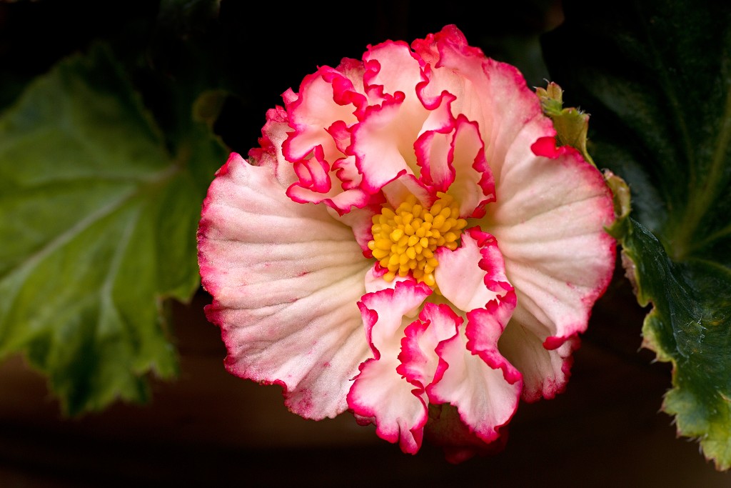 bloemen bloem hdr natuur flora roos rozen tulp tulpen orchidee orchideeen zonnebloem geranium cannabis marihuana wiet hennep sativa indica